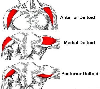 anatomie-schouders-deltoids