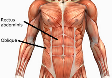 buikspieren-abdominus-rectus